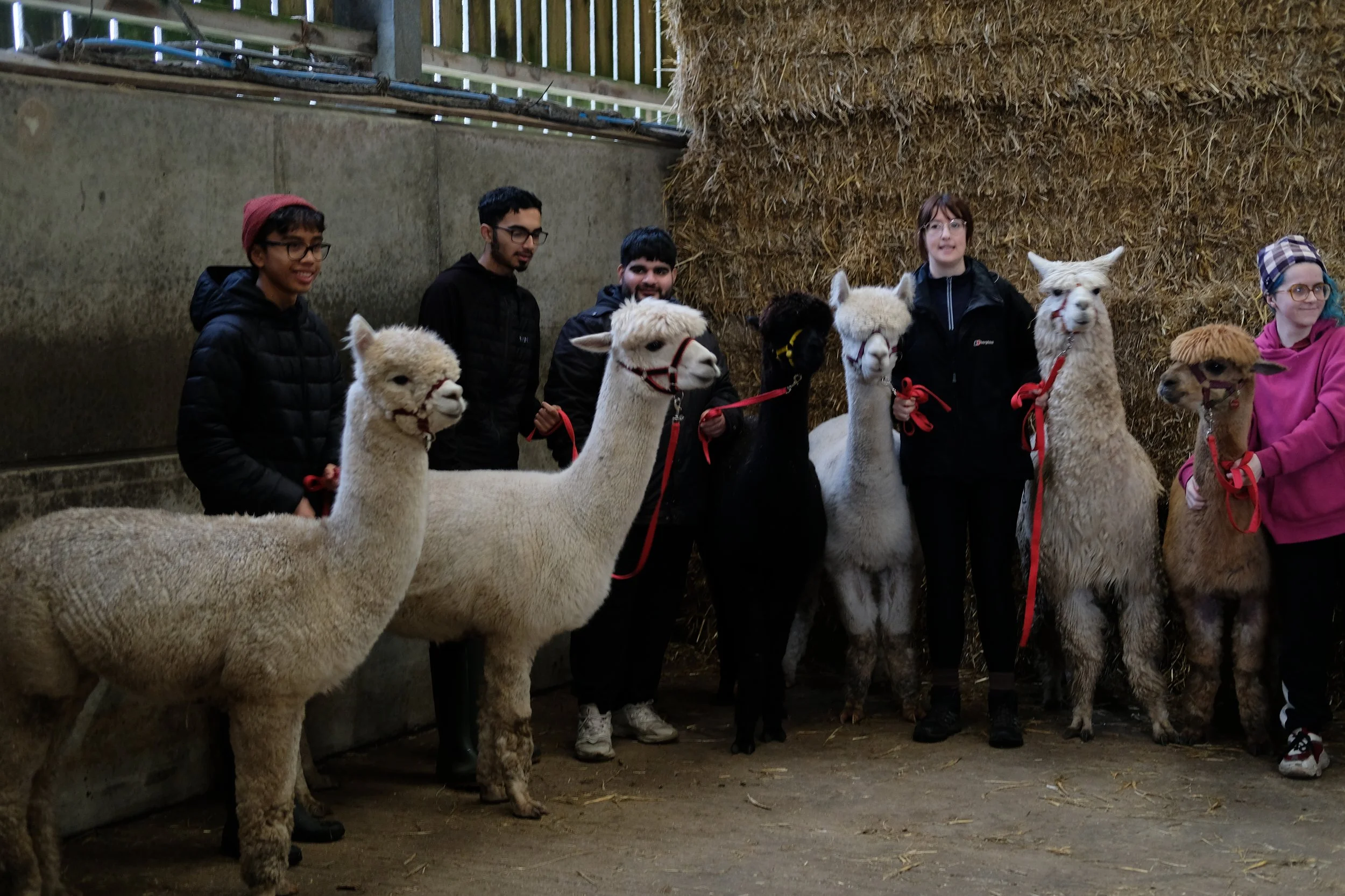 Group with llama 2.JPG