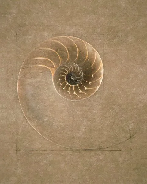Drawing of a Fibonacci spiral on a textured surface