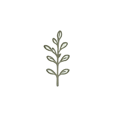 Illustration of a sprig with silver-green leaves.