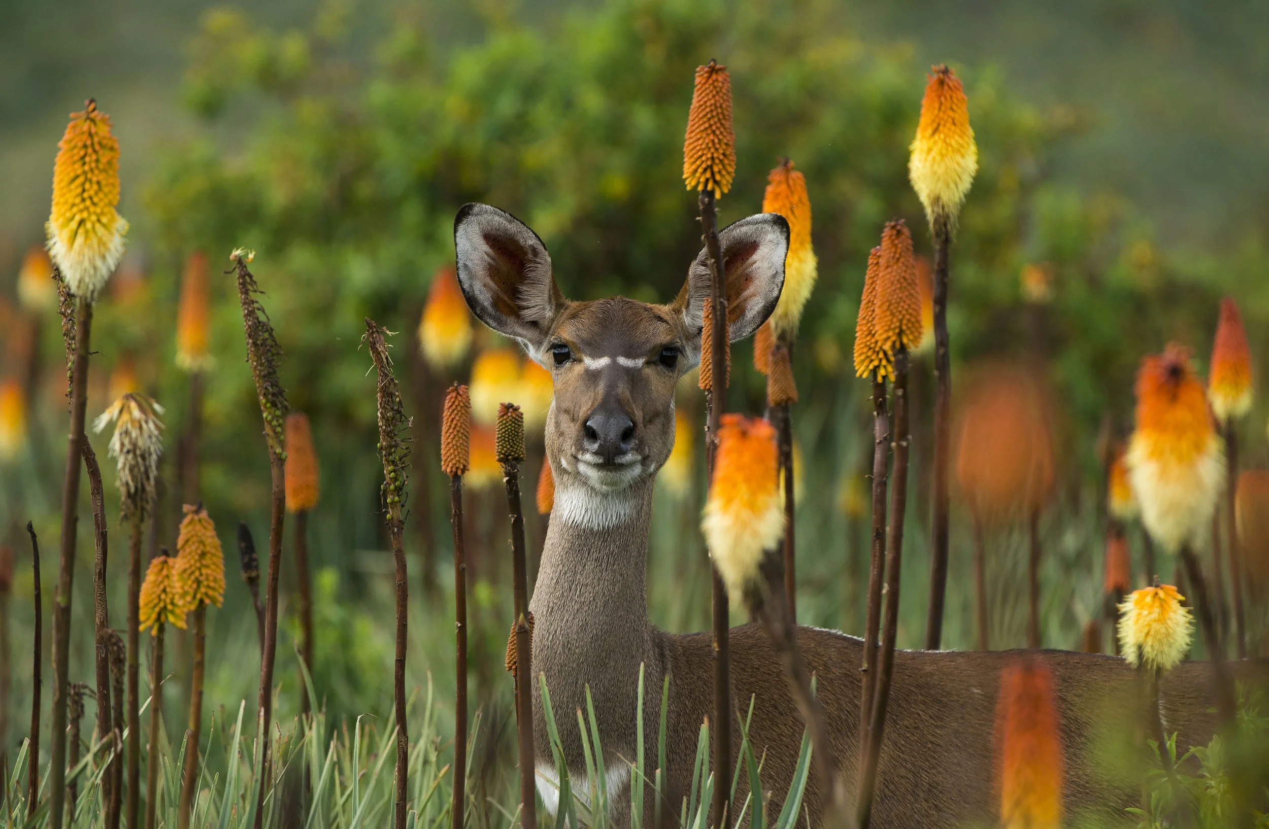 A deer peeking through tall orange and yellow flowering plants in a green, natural setting.