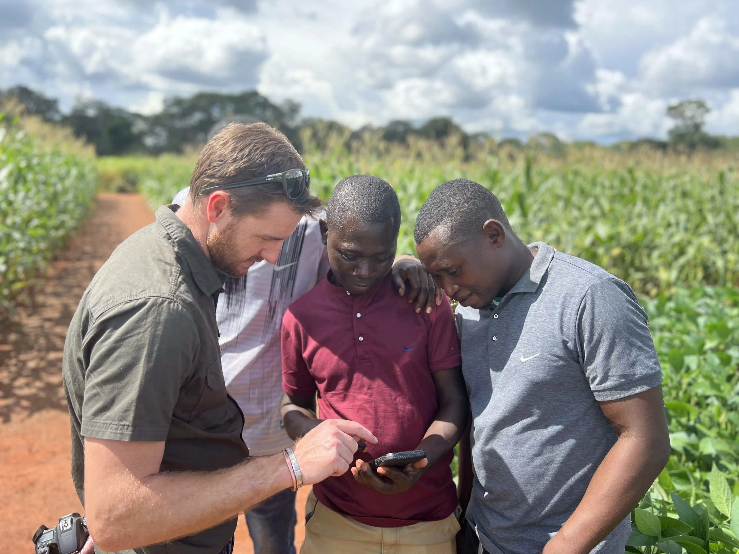Three men standing in a field of crops looking at a smartphone together.