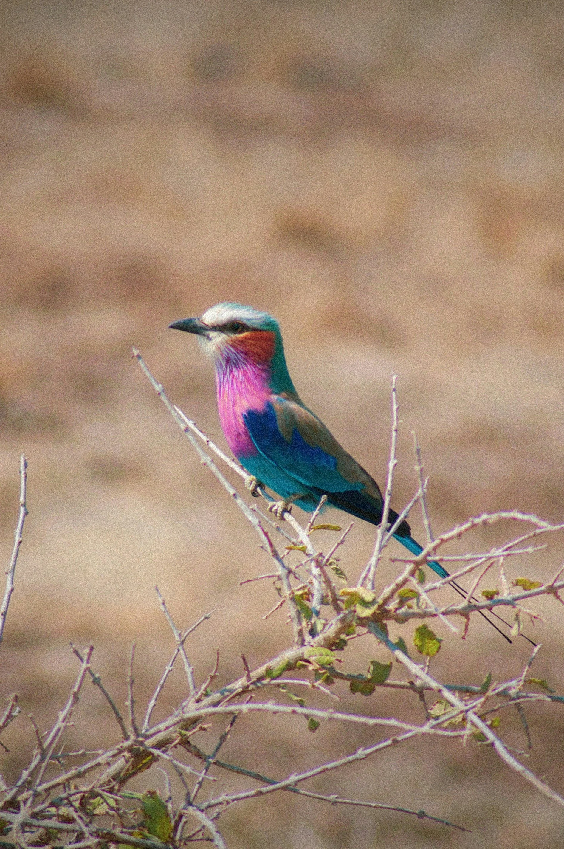 Colorful bird perched on a branch in a desert landscape.