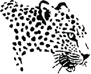 Close-up of a leopard's face in black and white.