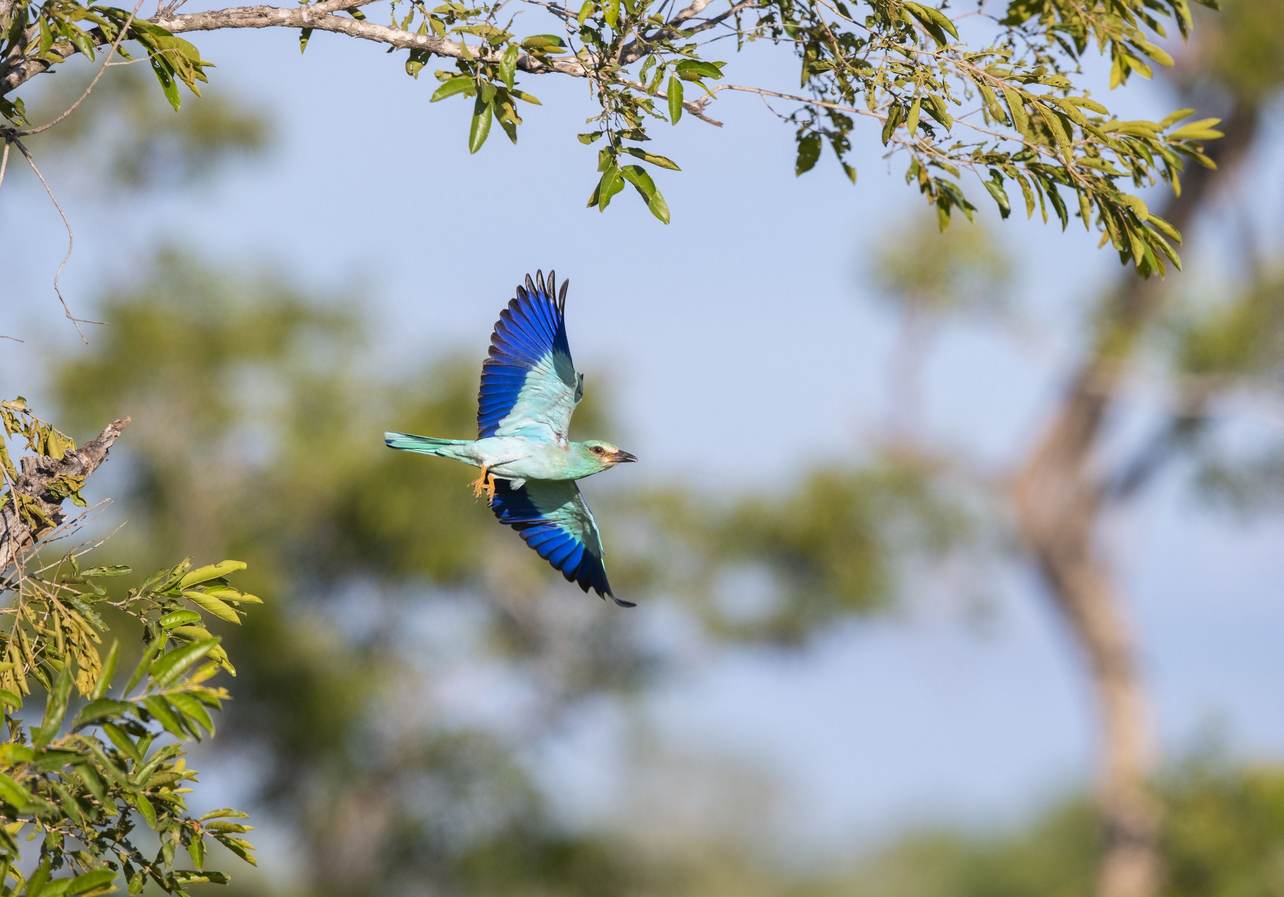 A colorful bird with blue and turquoise feathers flying near tree branches with green leaves against a cloudy sky.