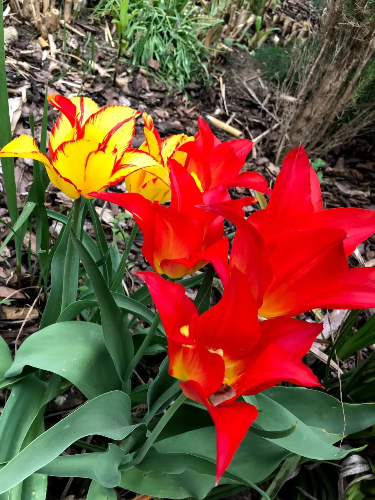 Close-up of red and yellow tulips blooming in a garden bed with soil and green leaves.