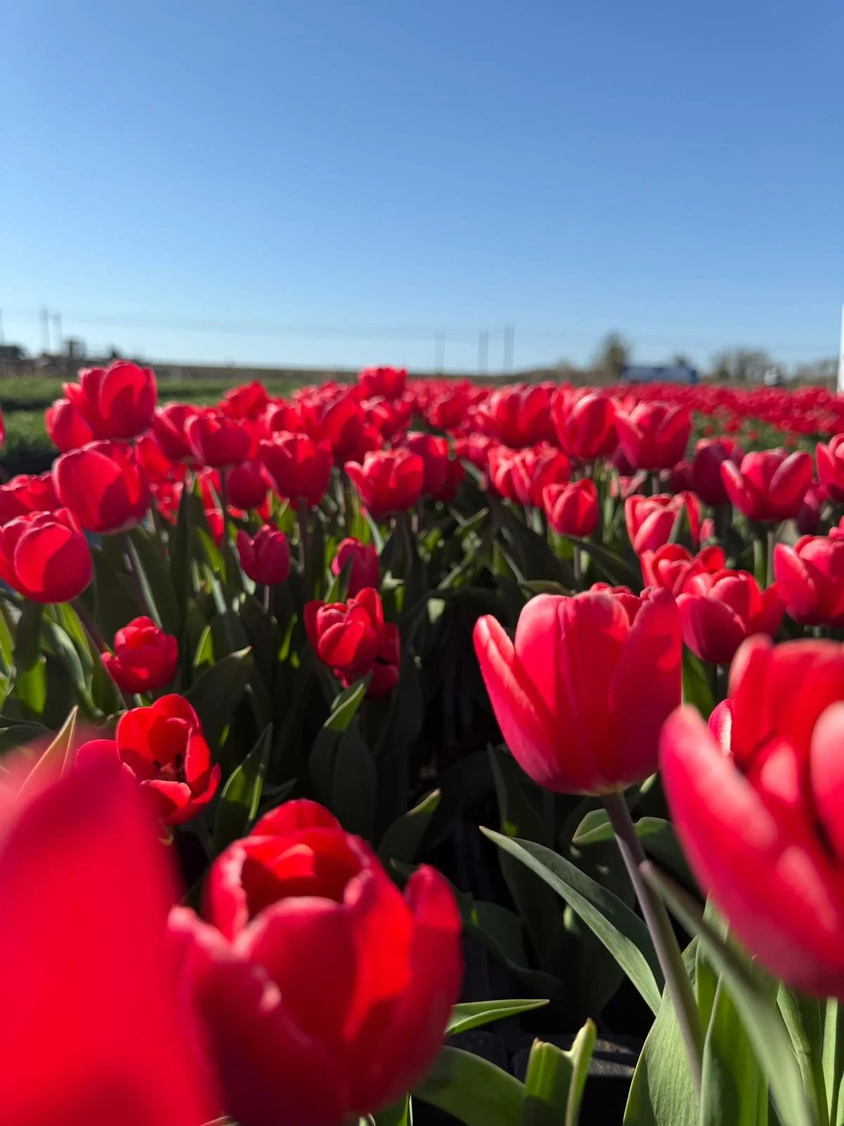 A field of vibrant red tulips under a clear blue sky with some distant structures in the background.