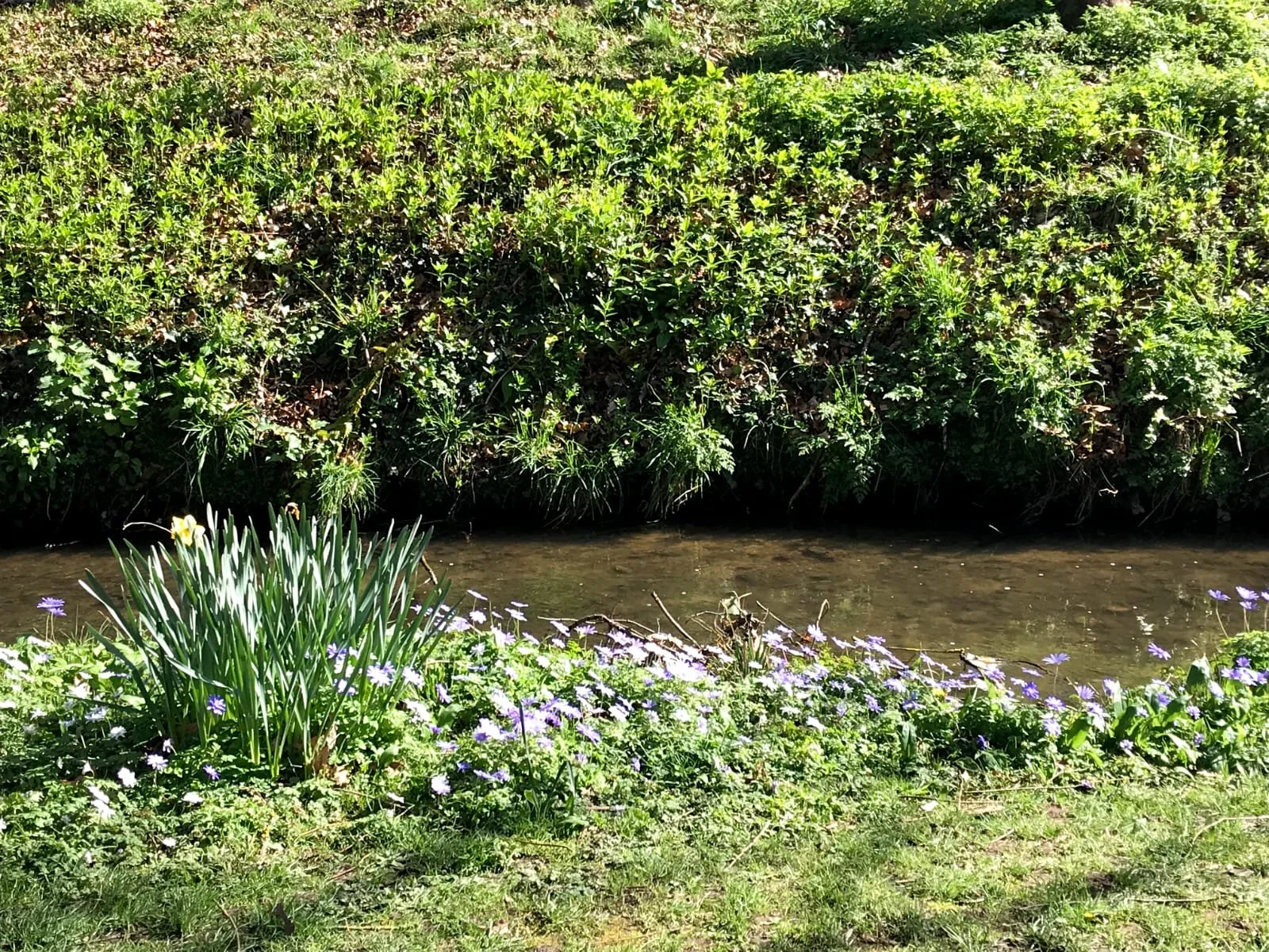 A small river or stream with green bushes and plants along its banks, and purple and yellow flowers in the foreground.
