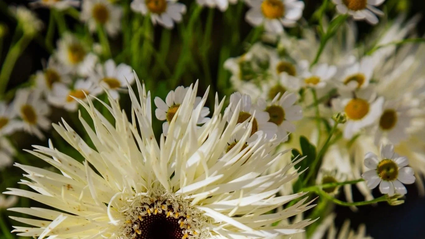 Close-up of a white sunflower with small white daisies in the background.