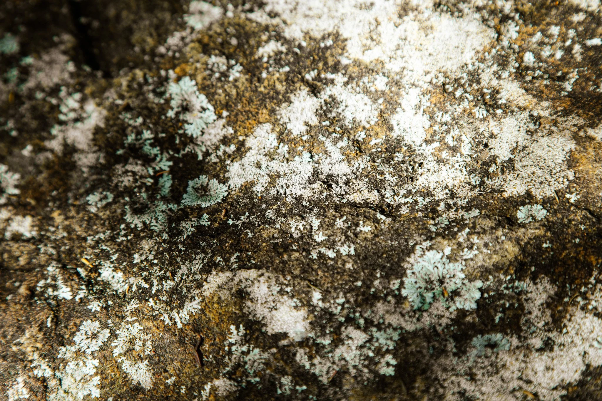 Close-up of a patch of lichen growing on dark soil or rock surface.