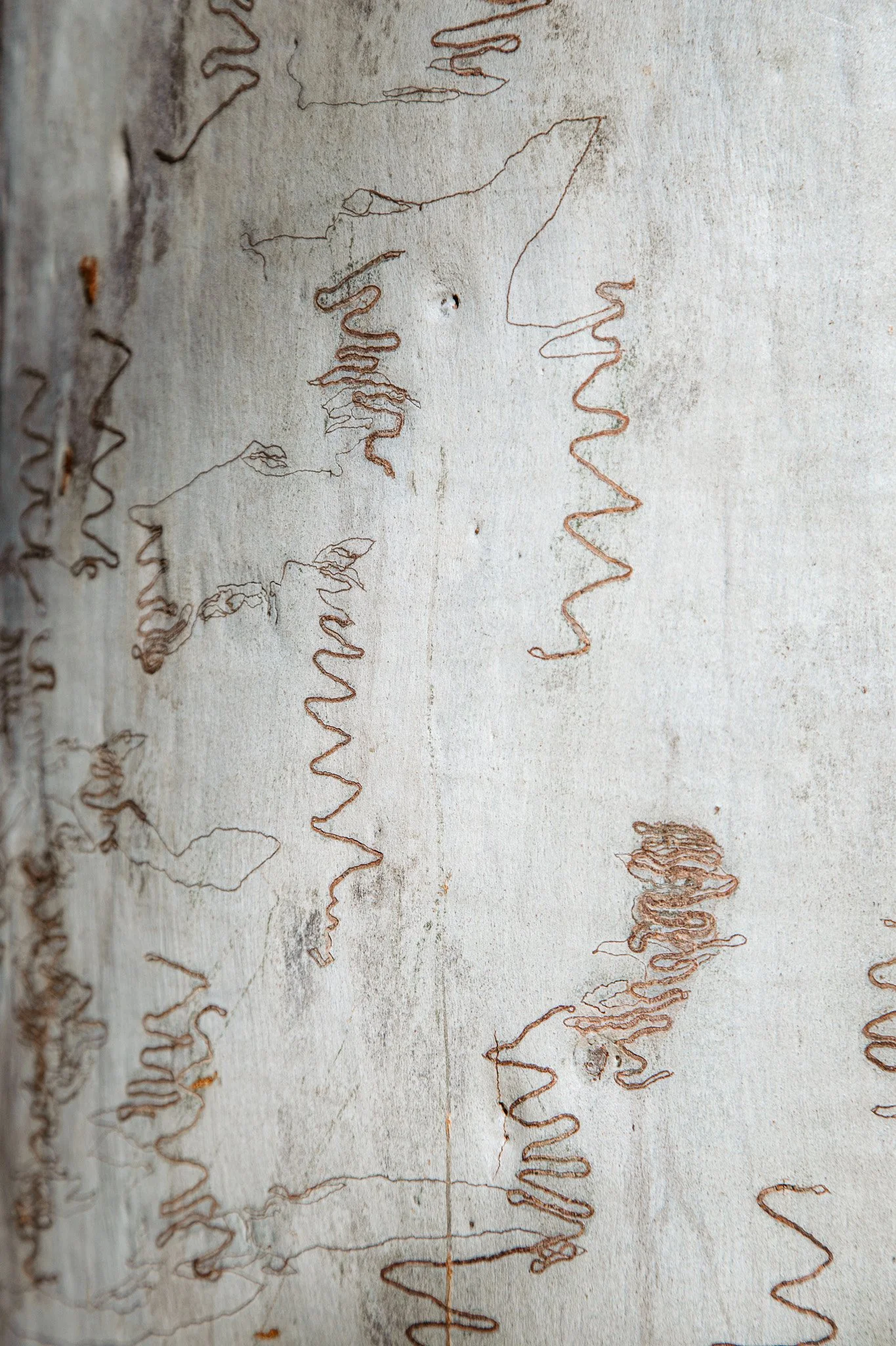 Close-up of a tree trunk with unique, spiral-shaped bark patterns.