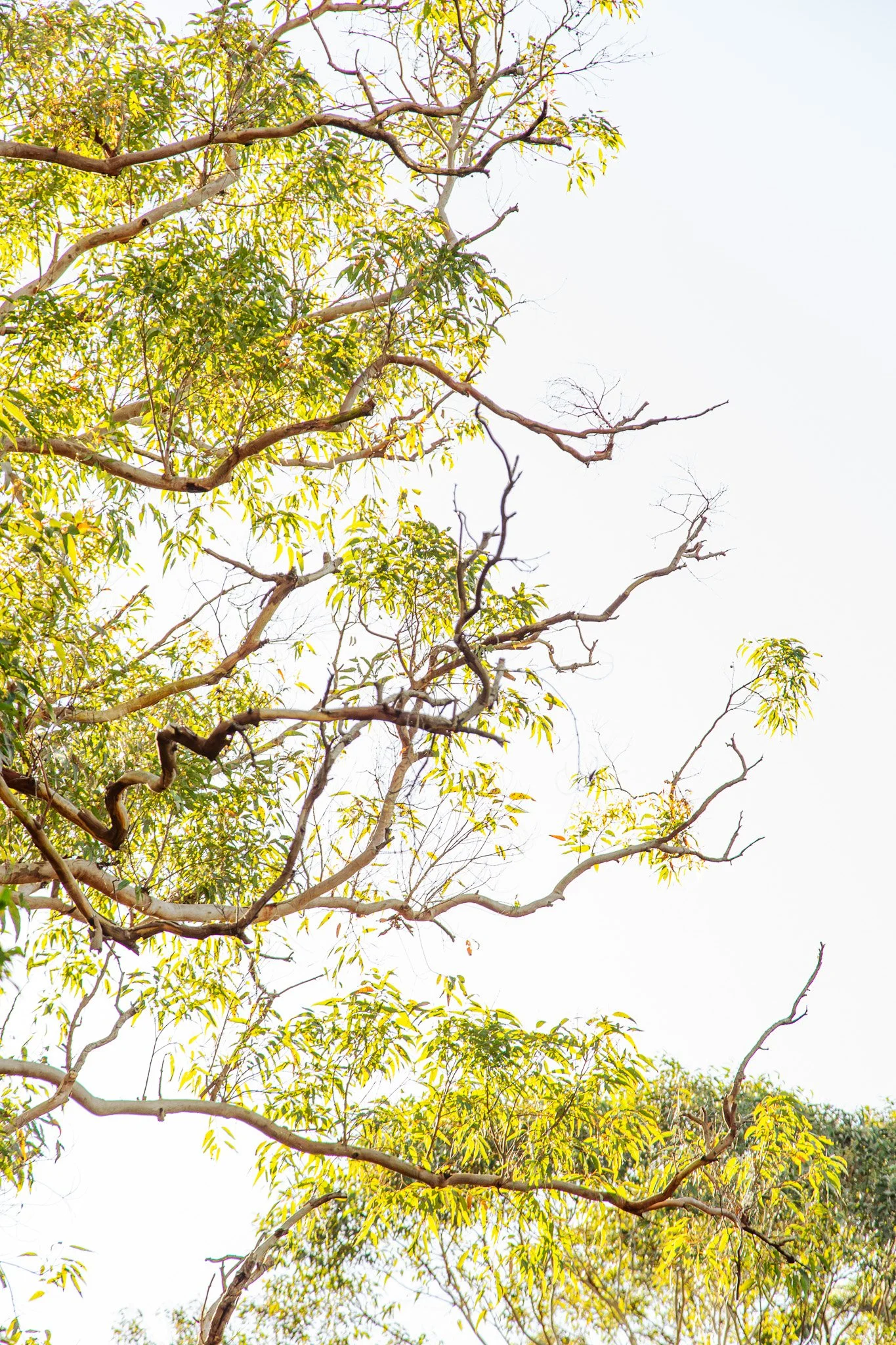 Tree branches with green leaves against a bright sky, some branches are bare.