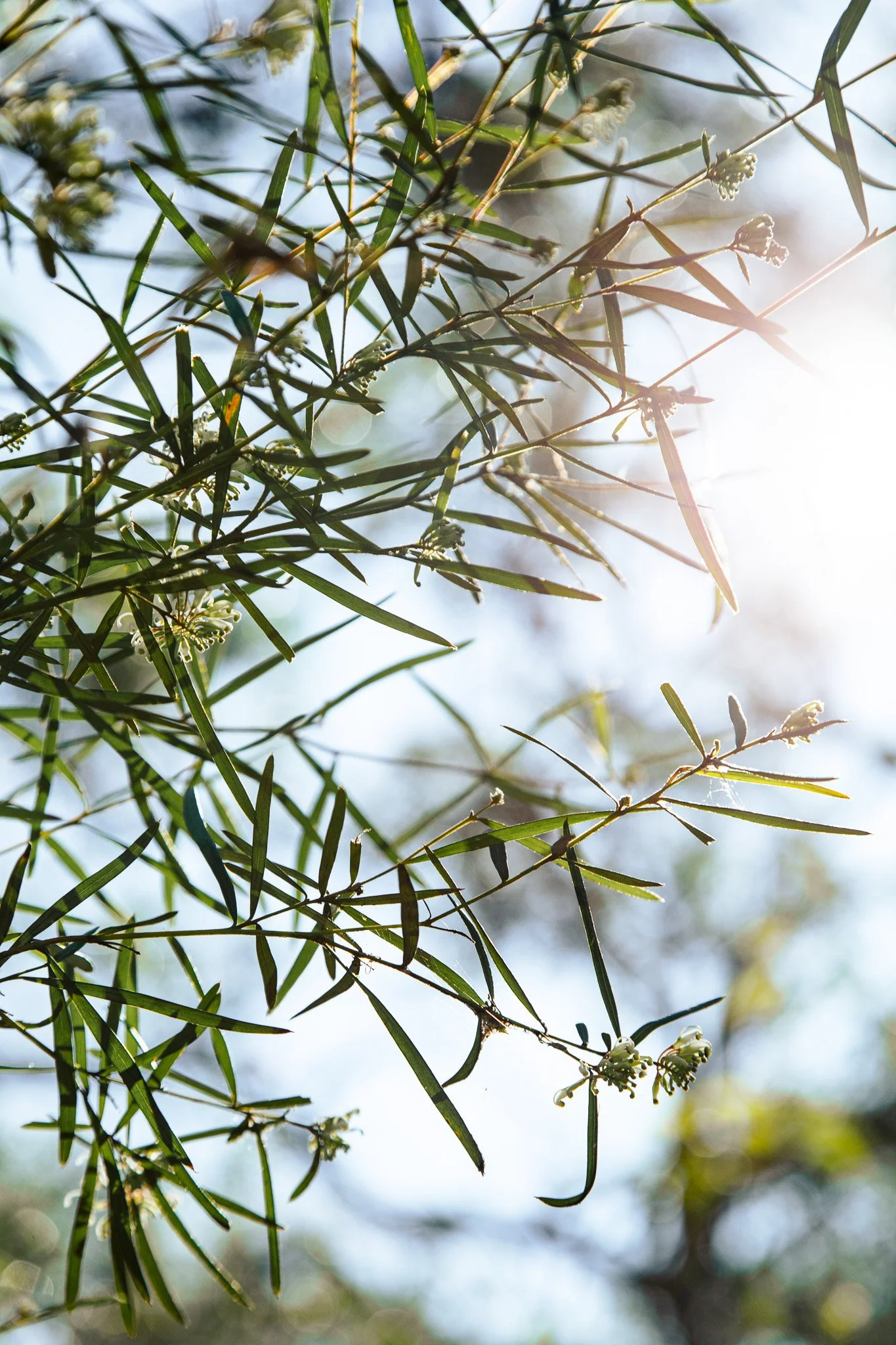 Close-up of green leaves and small flower buds on tree branches with sunlight filtering through.
