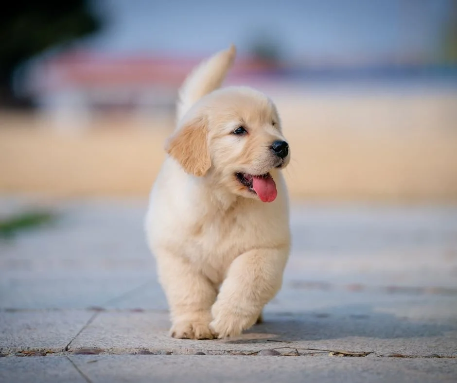 Puppies and Plates
