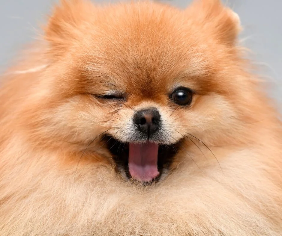Can you talk dog ?