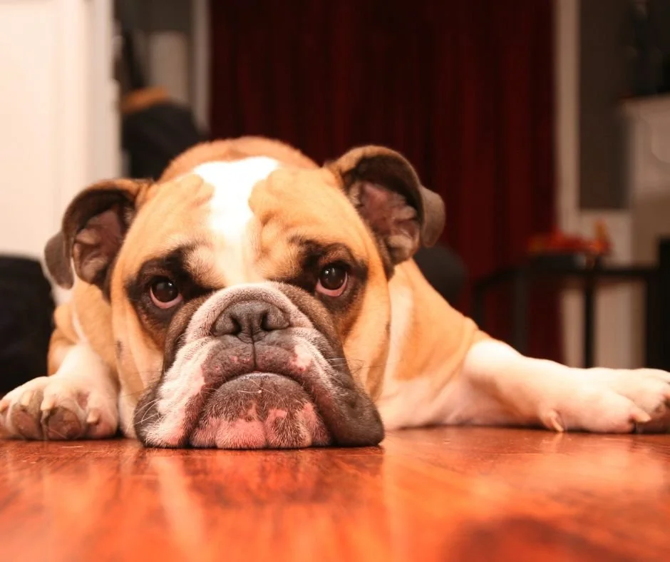 Understanding TIC for dogs and people.