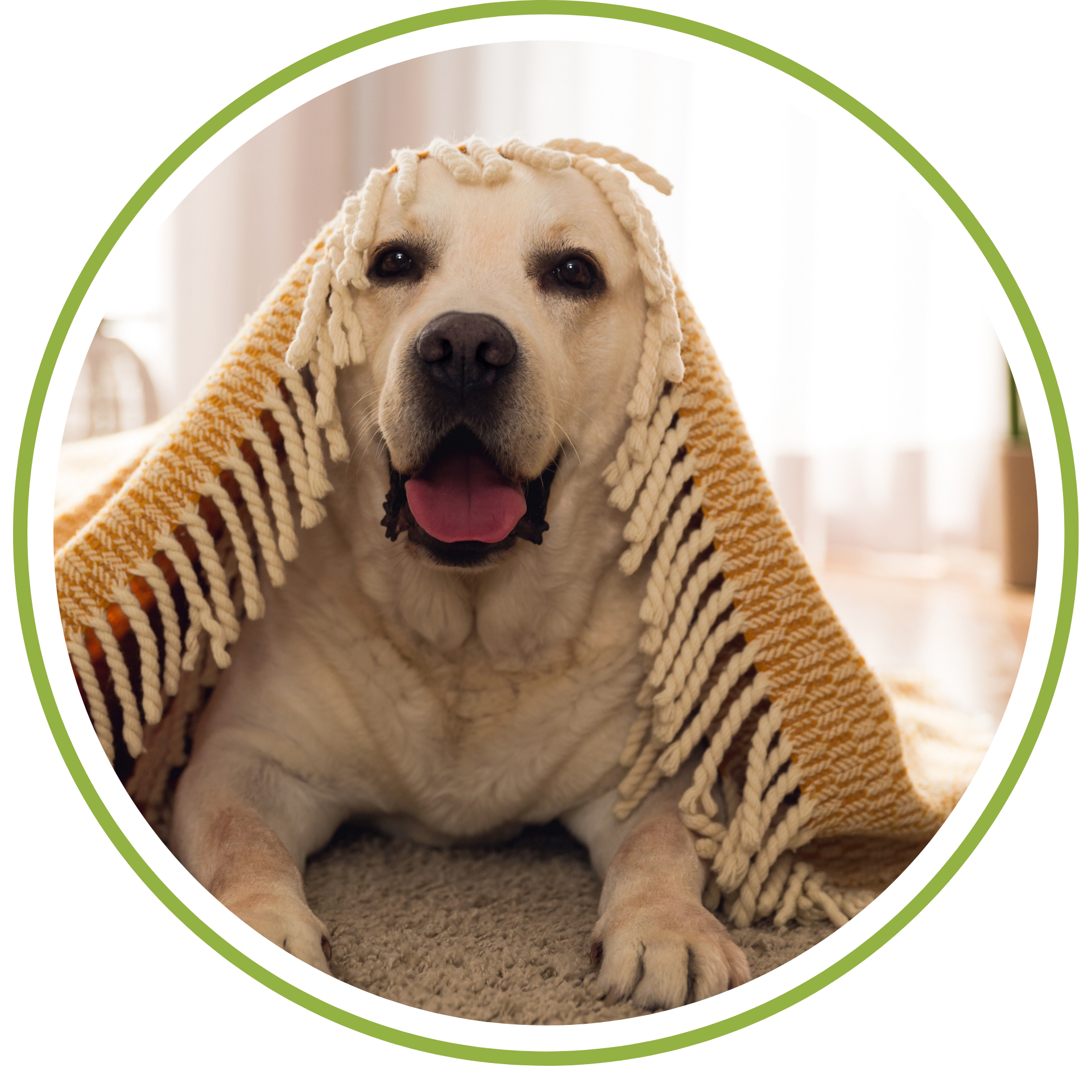 A light-colored dog with a bone-shaped head and dark eyes sitting on a carpeted floor, wearing a cream-colored and orange knitted blanket with tassels draped over its head and shoulders.