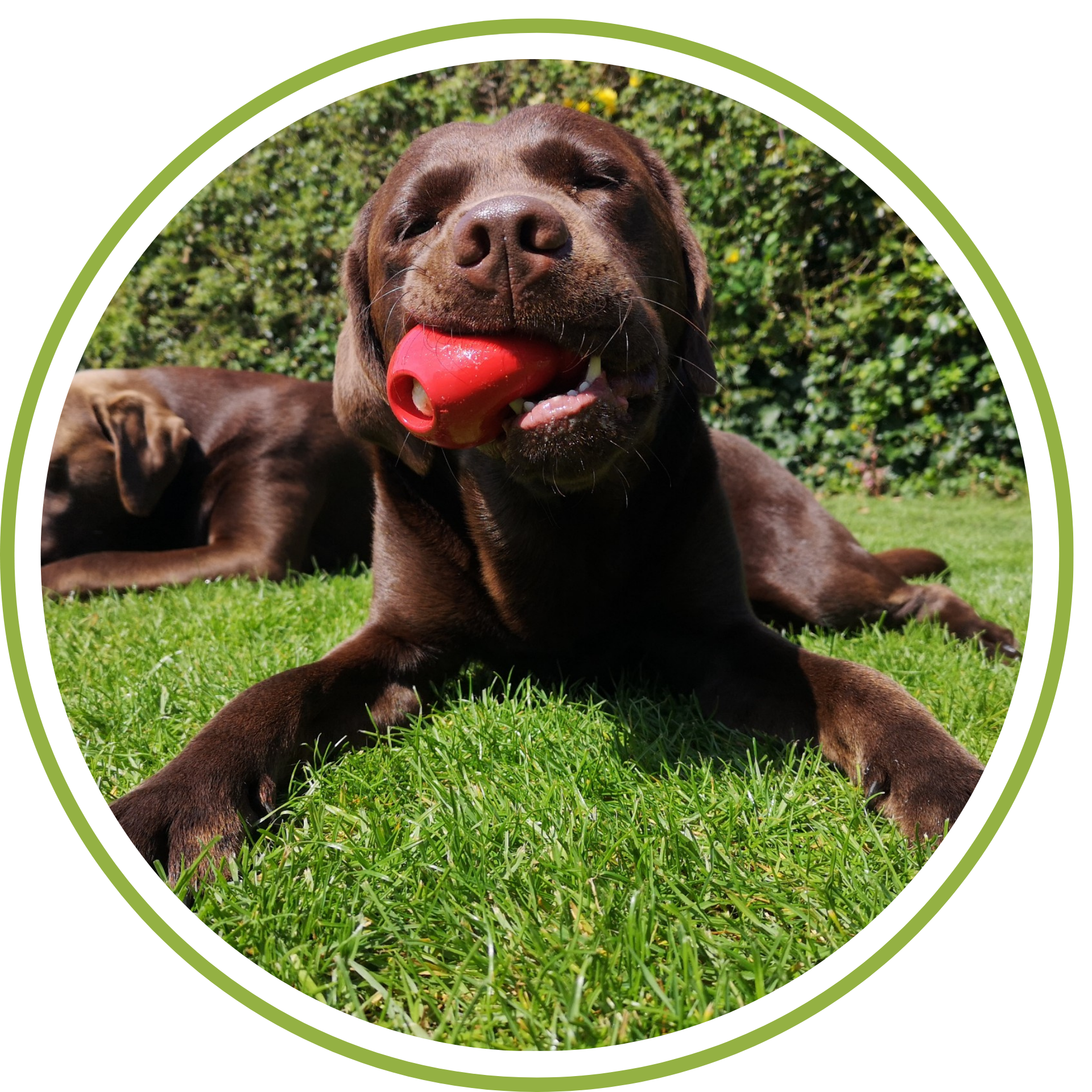 Close-up of a brown Labrador Retriever puppy lying on green grass, biting a red chew toy, with another puppy partially visible in the background, and a hedge behind them.