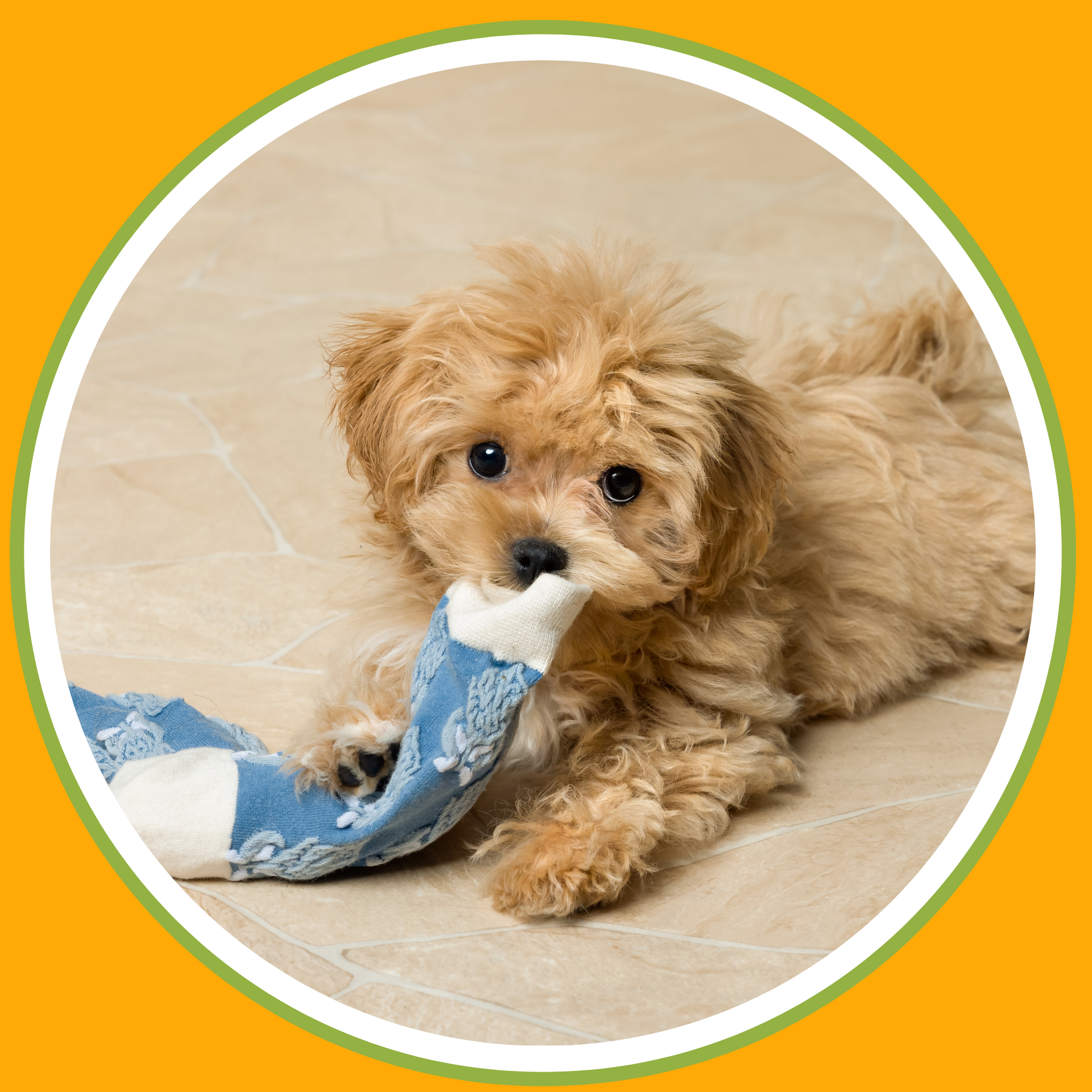 A cute, fluffy, light brown puppy with dark eyes playing with a colorful sock on a beige tiled floor.