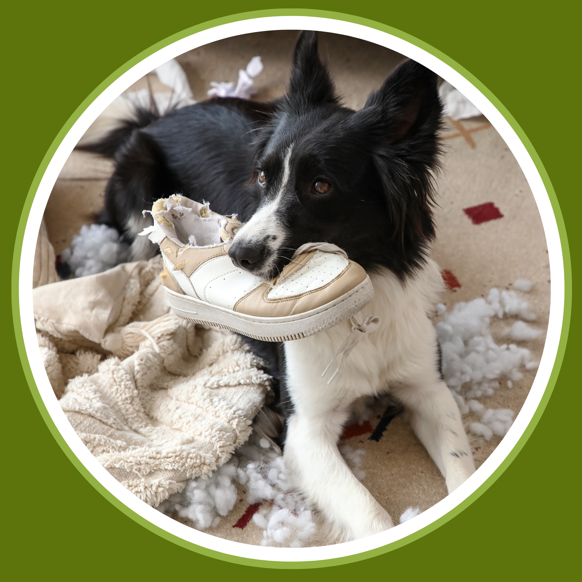 Black and white dog biting a white sneaker with a tan heel, surrounded by shredded paper and fluffy stuffing on the floor.