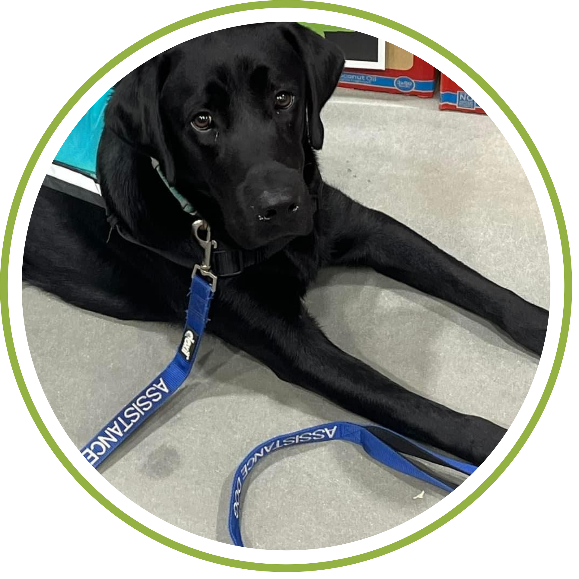 Close-up of a black Labrador Retriever dog lying on a gray floor, wearing a blue collar and blue leash that says "ASSISTANCE" in white text, with background items including a computer screen and red and blue packaged products