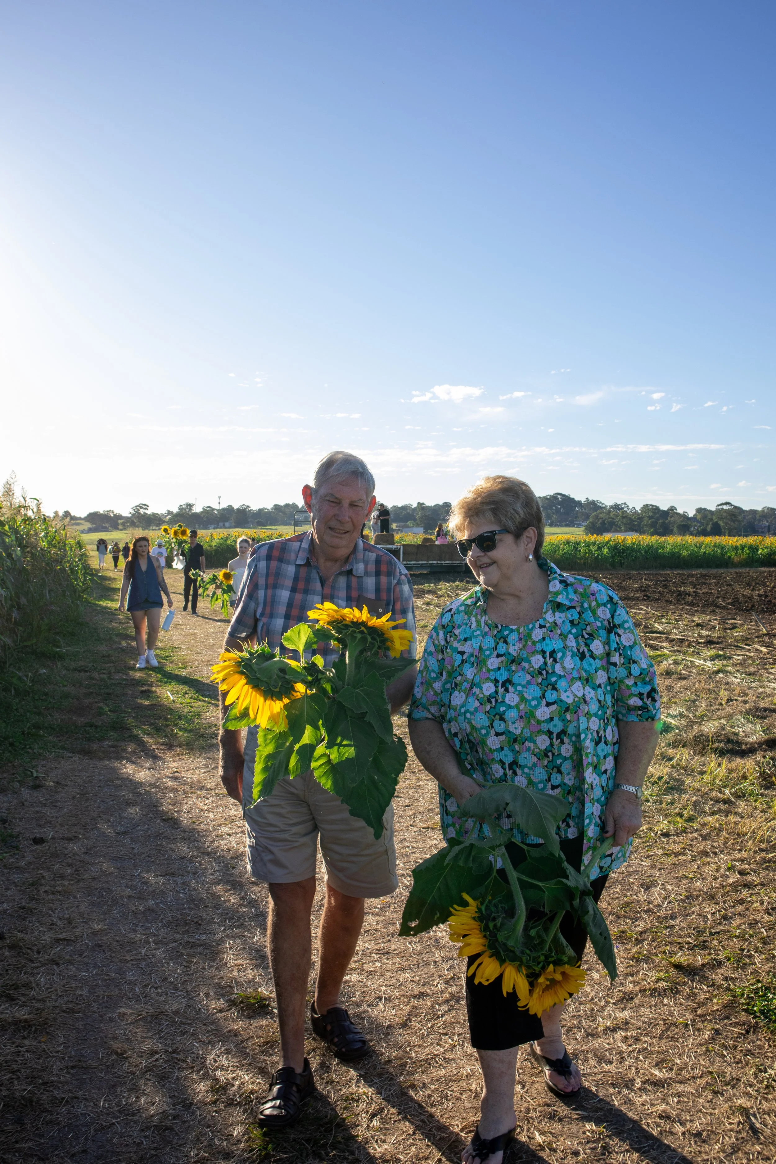 Older man and woman walking on a dirt path through a sunflower field, holding a sunflower bouquet, with more people and sunflower fields in the background under a blue sky with scattered clouds.
