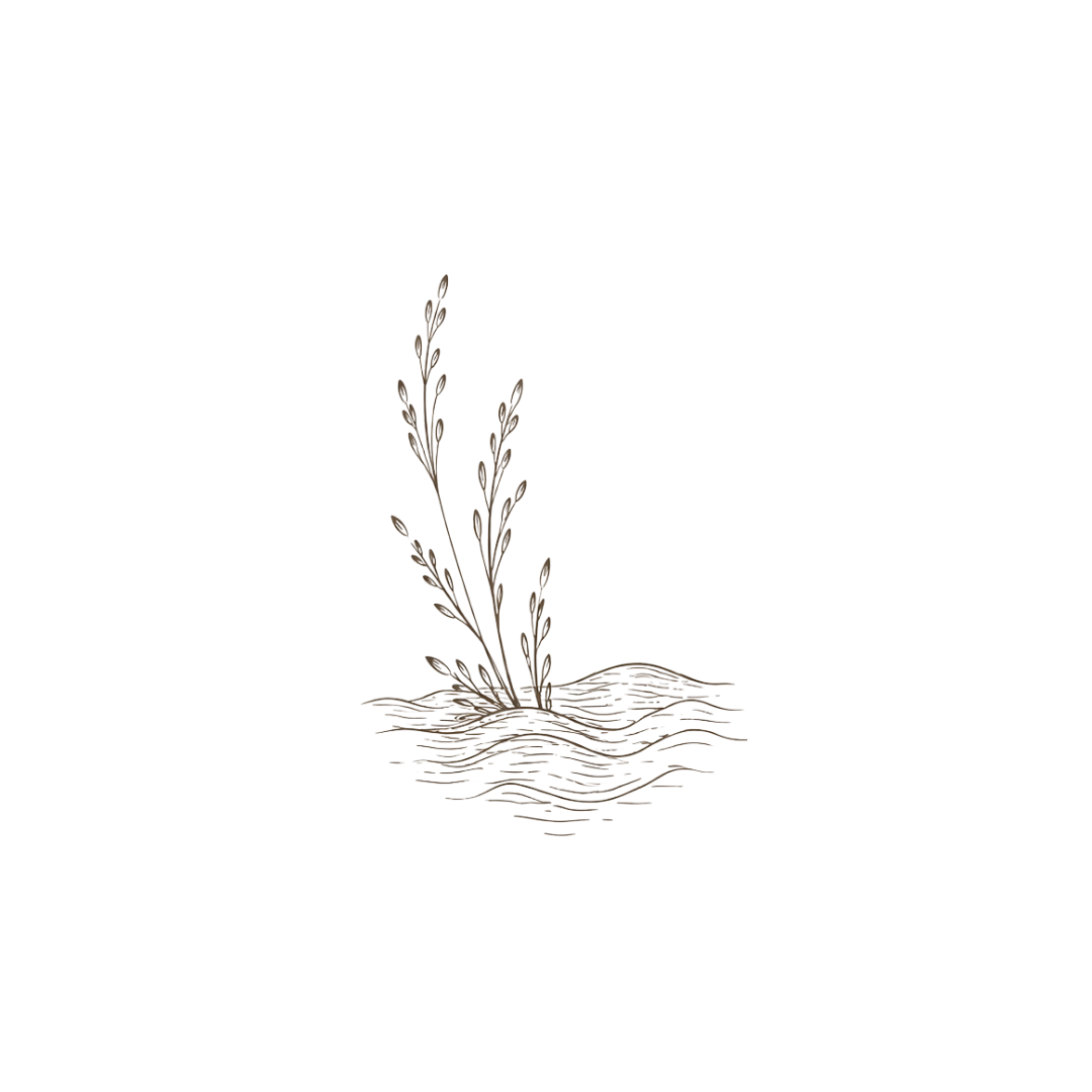 Line drawing of a willow branch with leaves emerging from water.