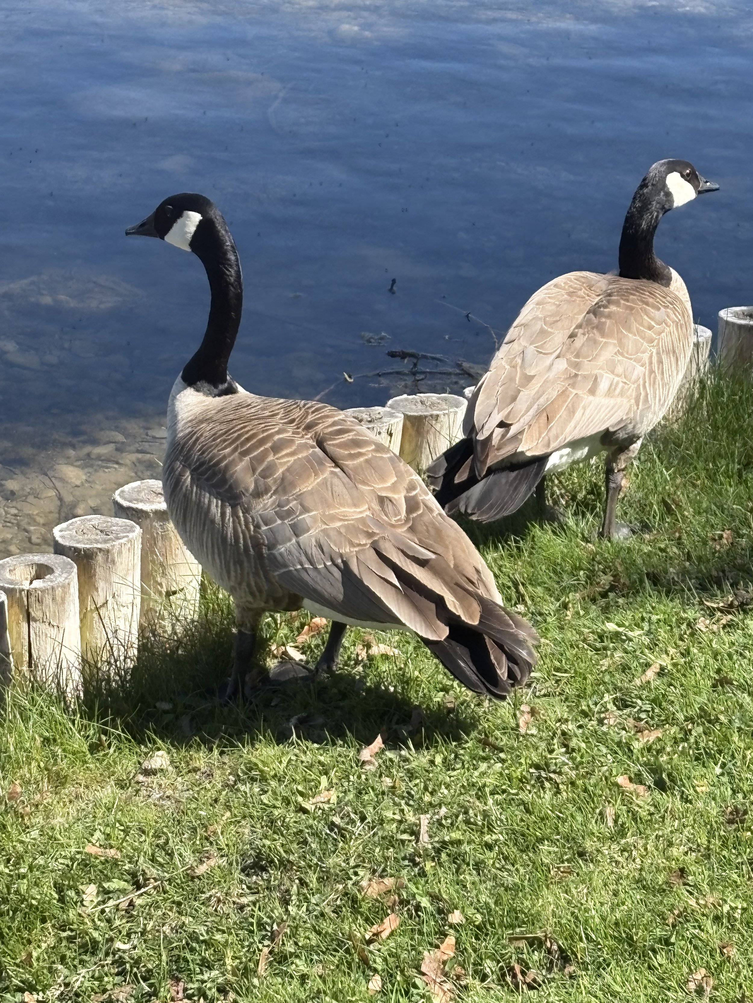 IMG_1712.jpeg