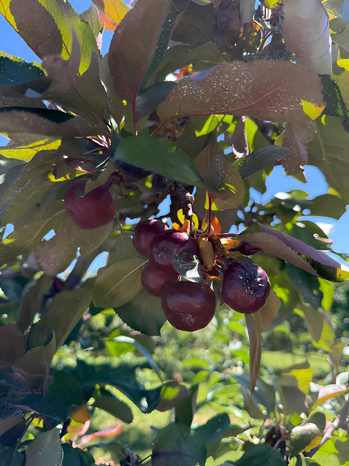 Close-up of dark red apples growing on a tree in the Labyrinth orchard with green leaves and a blue sky in the background.
