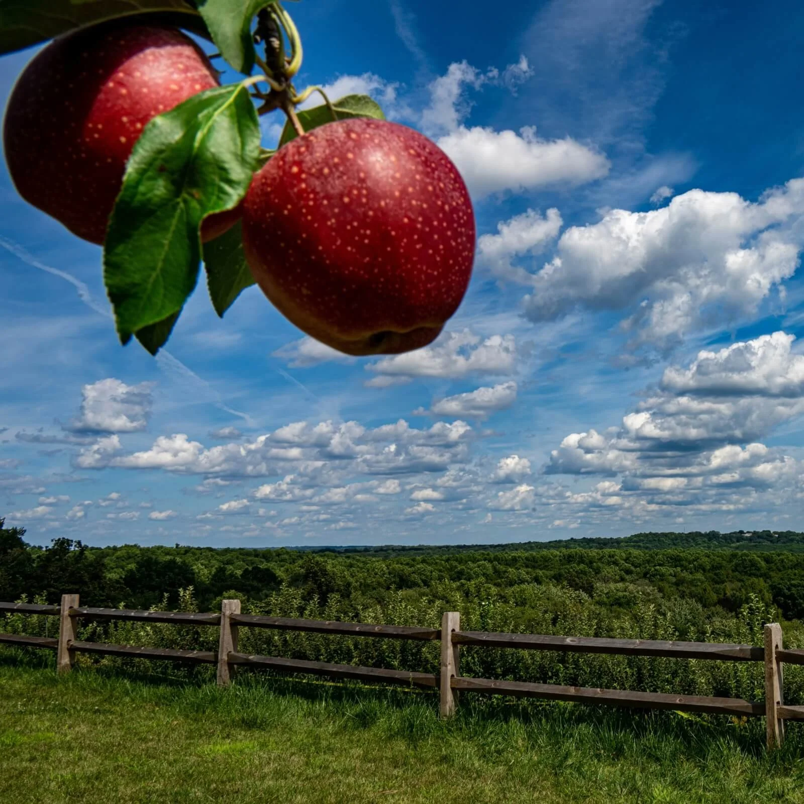 Close-up of apples hanging from a tree branch with a cloudy blue sky in the background, and a wooden fence in the foreground over a grassy field and green forest.