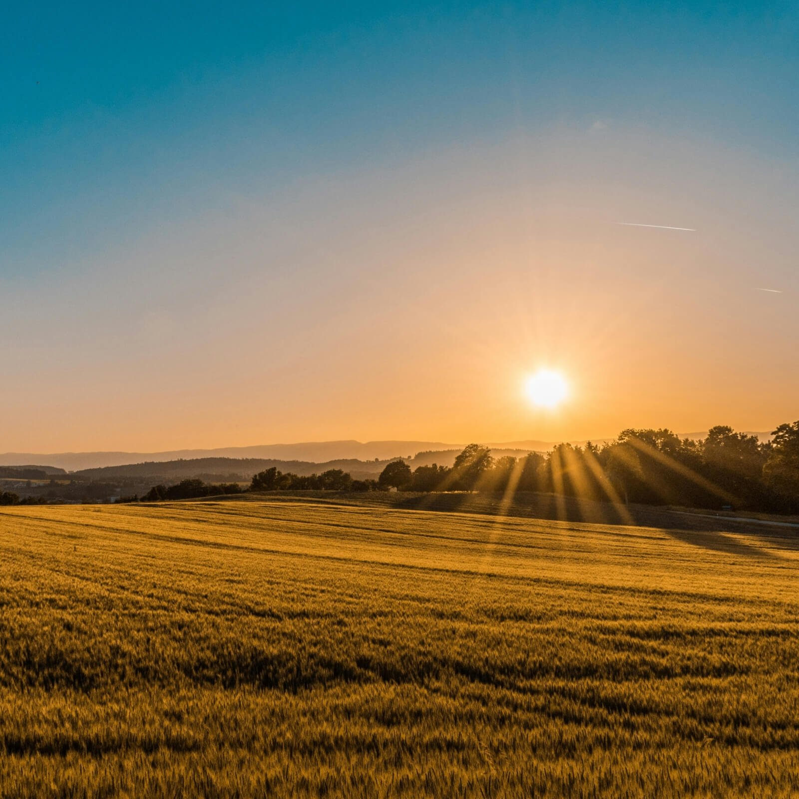 Golden fields under a setting sun with a blue sky, distant hills, and trees, and two airplanes in the sky.