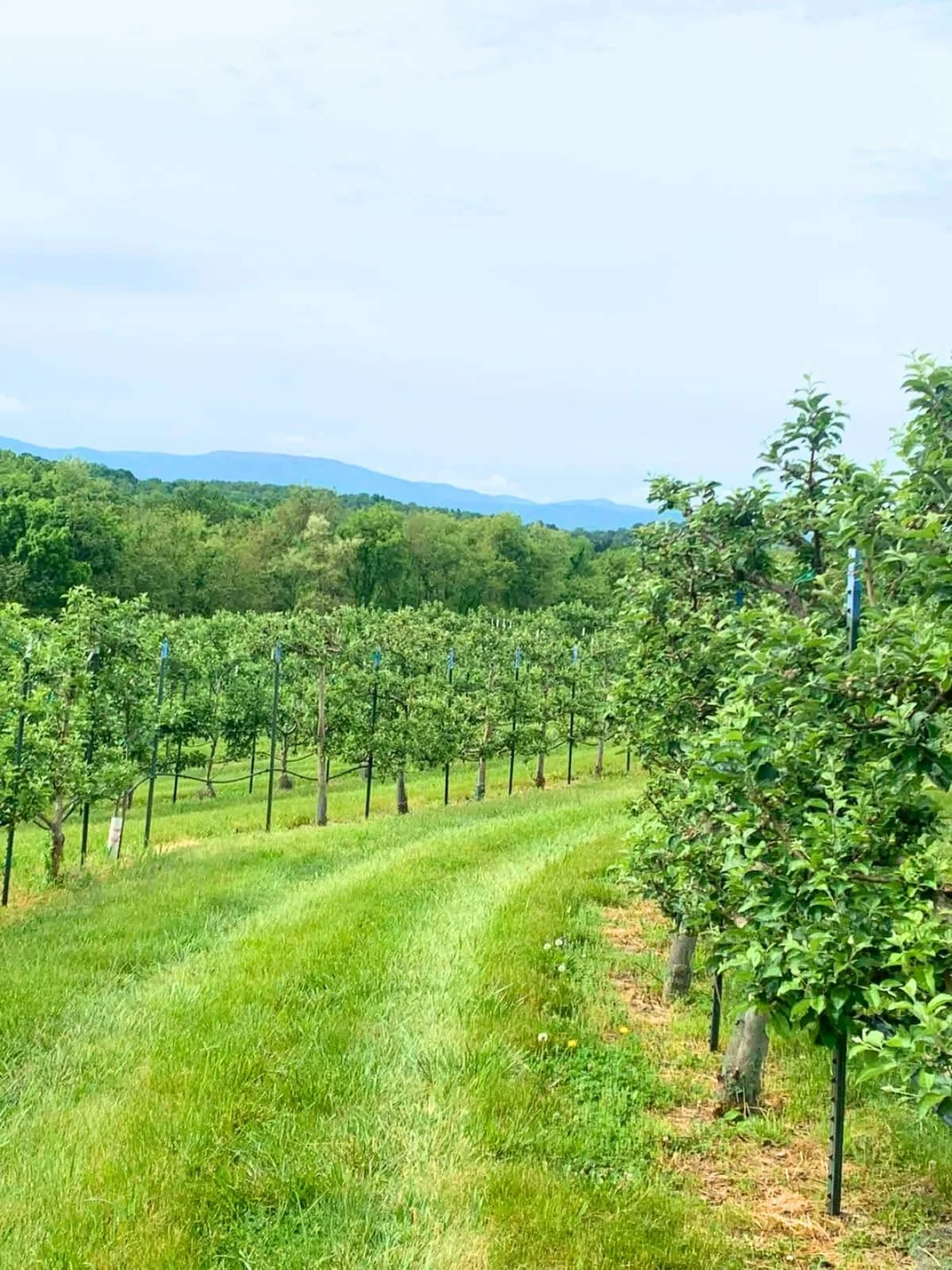 A lush green orchard with rows of apple trees and grass, with hills and a partly cloudy sky in the background.