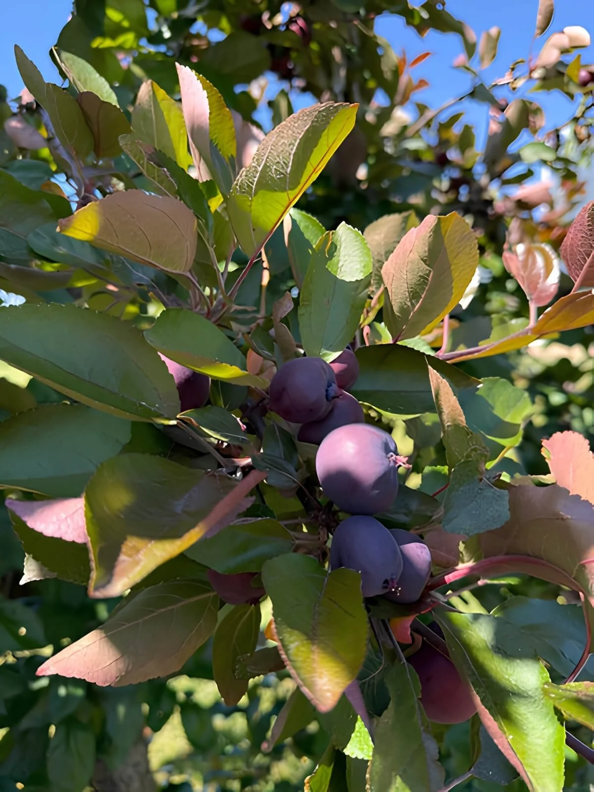 Close-up of an apple variety growing on a tree in the Labyrinth orchard with green leaves and blue sky in the background.