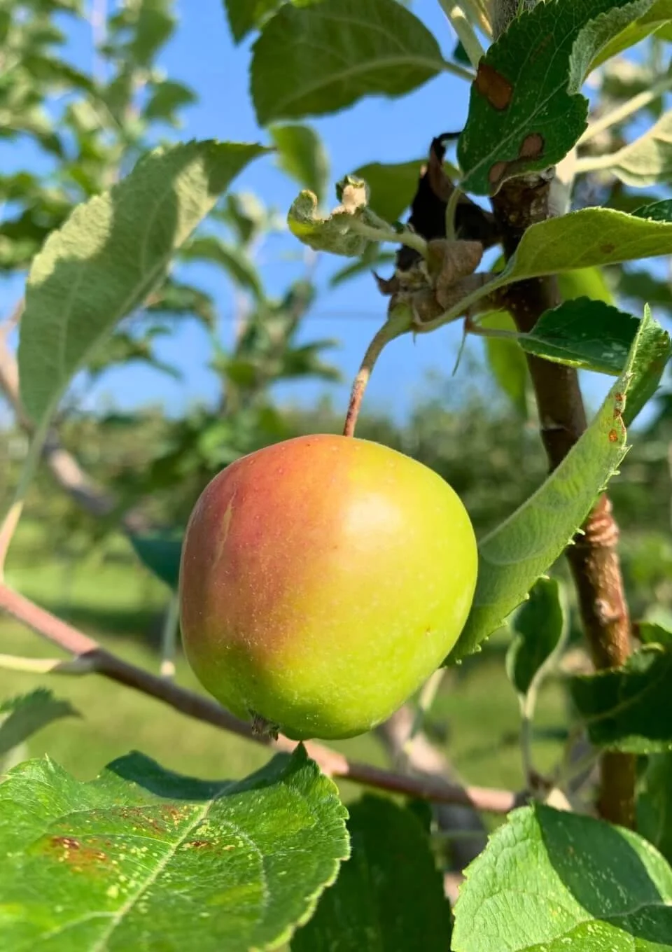 Close-up of a ripening apple hanging from a branch surrounded by green leaves in sunlight.