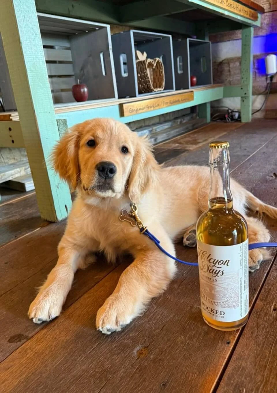 A golden retriever puppy lying on a wooden floor with a bottle of hard apple cider placed in front of it. In the background, there is a colorful wooden shelf with crates and an apple decoration.