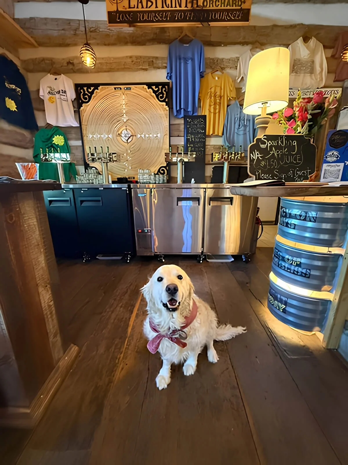 A happy golden retriever dog sitting on the wooden floor inside a cozy cidery tasting room, with colorful merchandise and decorations in the background, including a blackboard sign, a lamp, and clothing on display.
