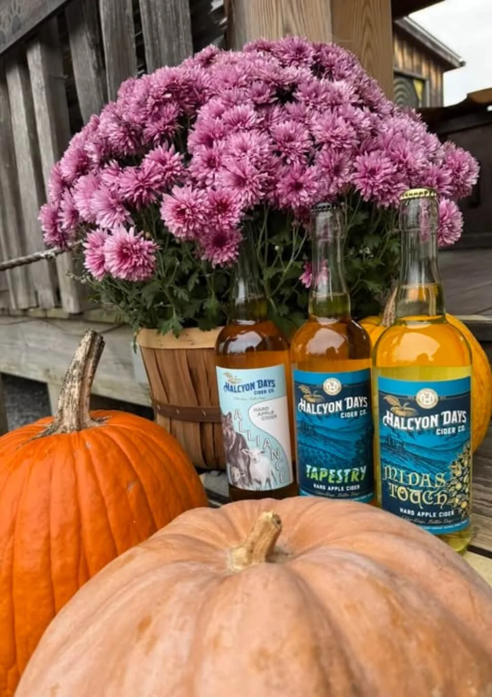 A seasonal fall display with three pumpkins, a pot of pink chrysanthemums, and three bottles of Halcyon Days cider, set on a wooden surface outdoors.