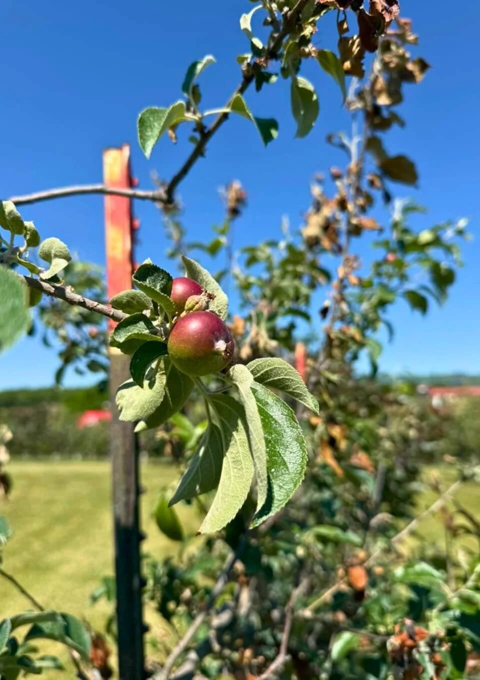 Close-up of red and green developing apples on a tree branch with green leaves against a bright blue sky.
