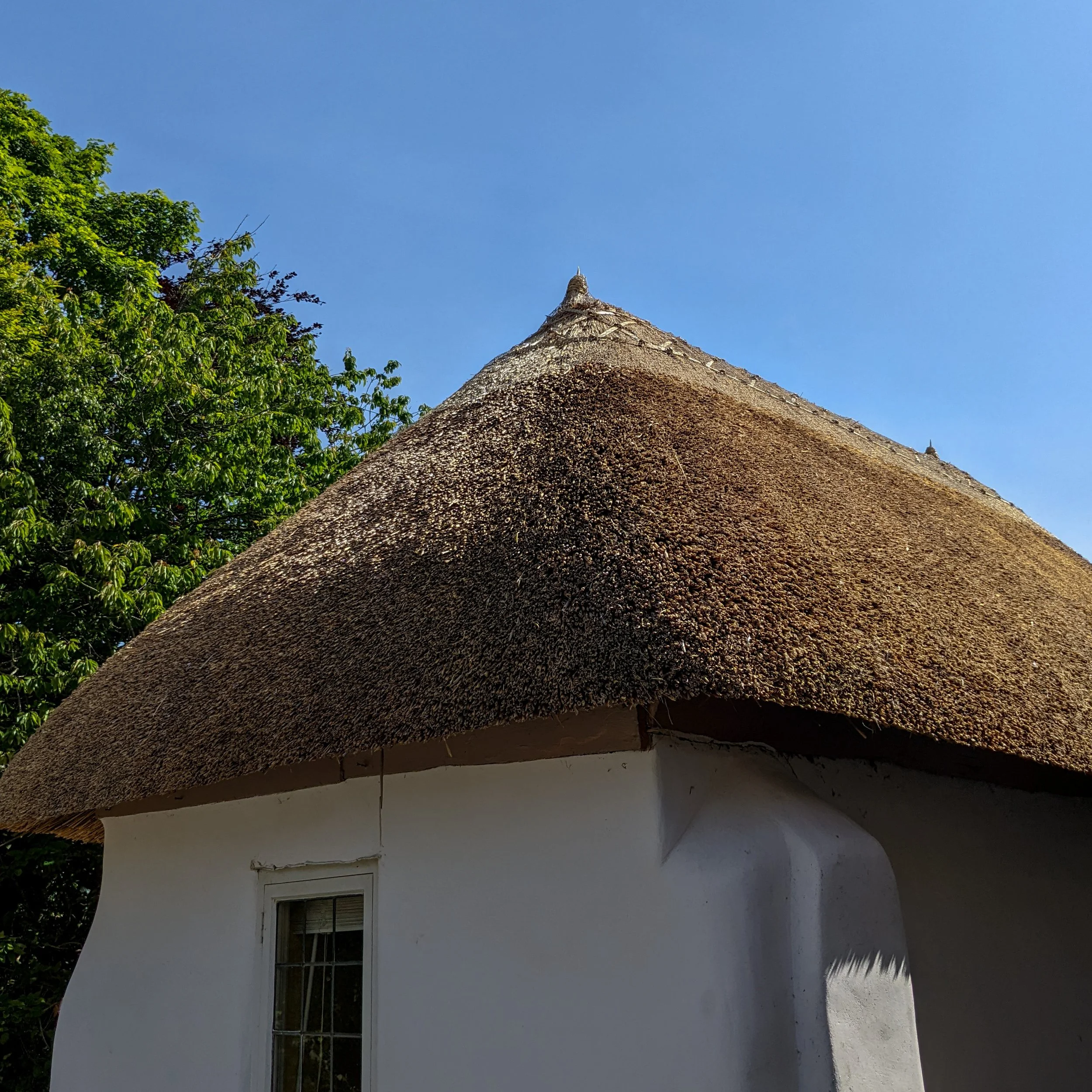 A thatched roof in the South Hams with water reed coat and a wheat flush ridge.