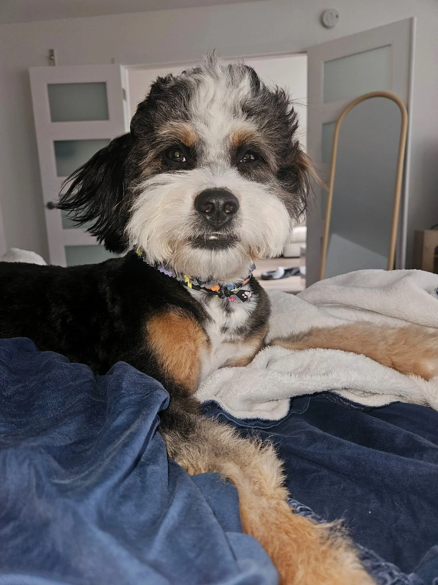 Close-up of a mixed breed puppy with black, white, and tan fur, lying on a bed with a person wearing blue jeans. The puppy has a colorful collar and is looking directly at the camera. The background shows a partially open white door and a room with household items.