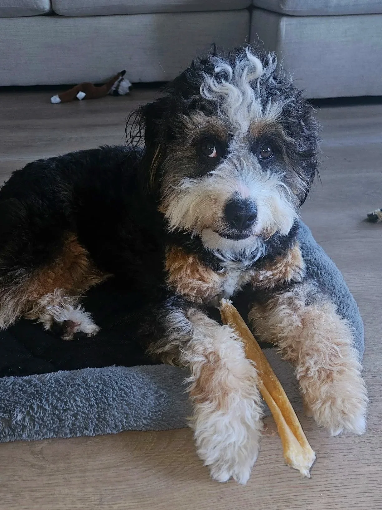 A cute black, white, and tan mixed breed puppy with curly fur, lying on a gray dog bed on a wooden floor, holding a large bone. In the background, another small toy dog is visible.