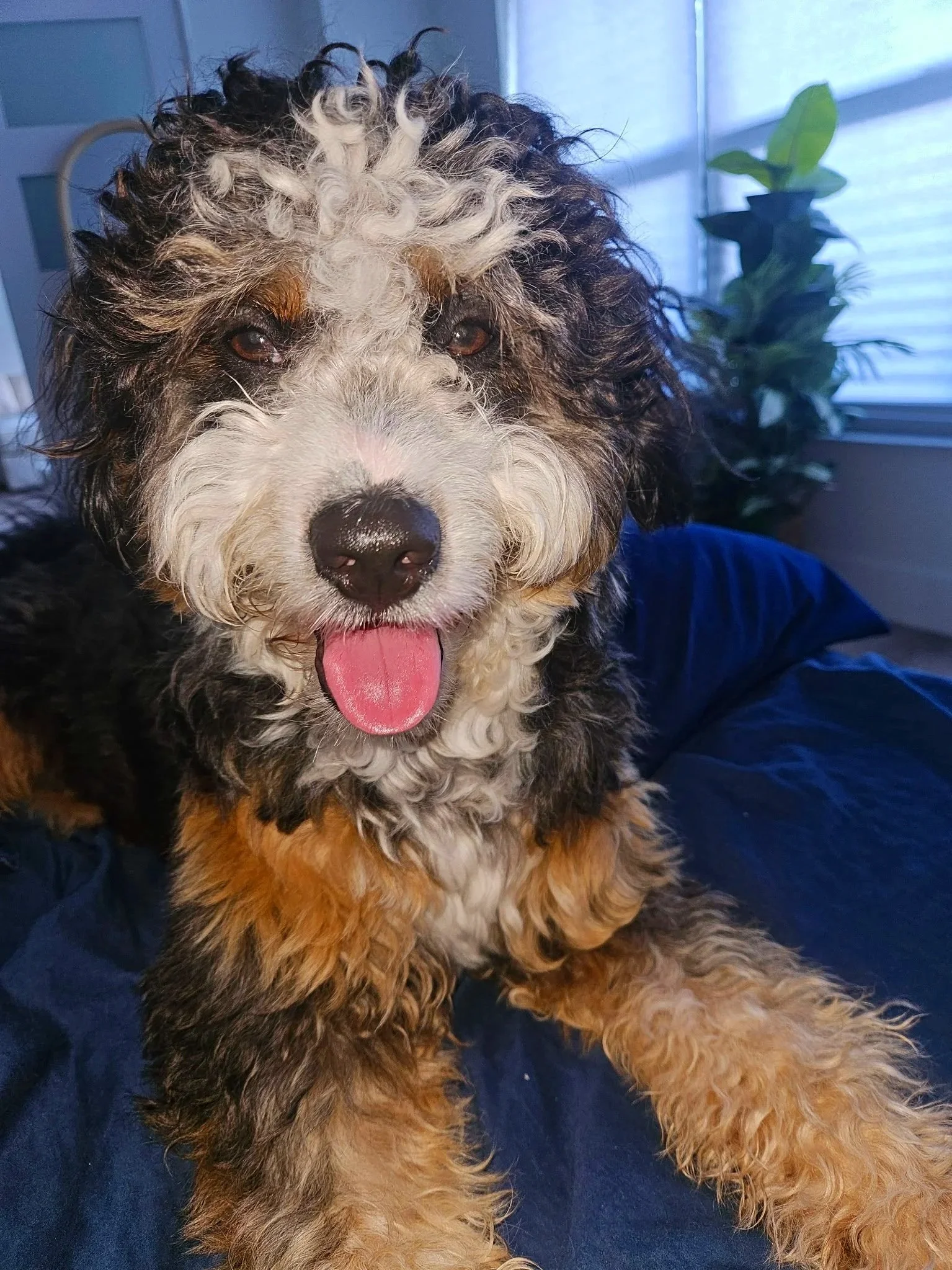 A fluffy dog with curly black, white, and tan fur, sticking out its tongue, sitting on a blue surface next to a potted plant with green leaves near a window.