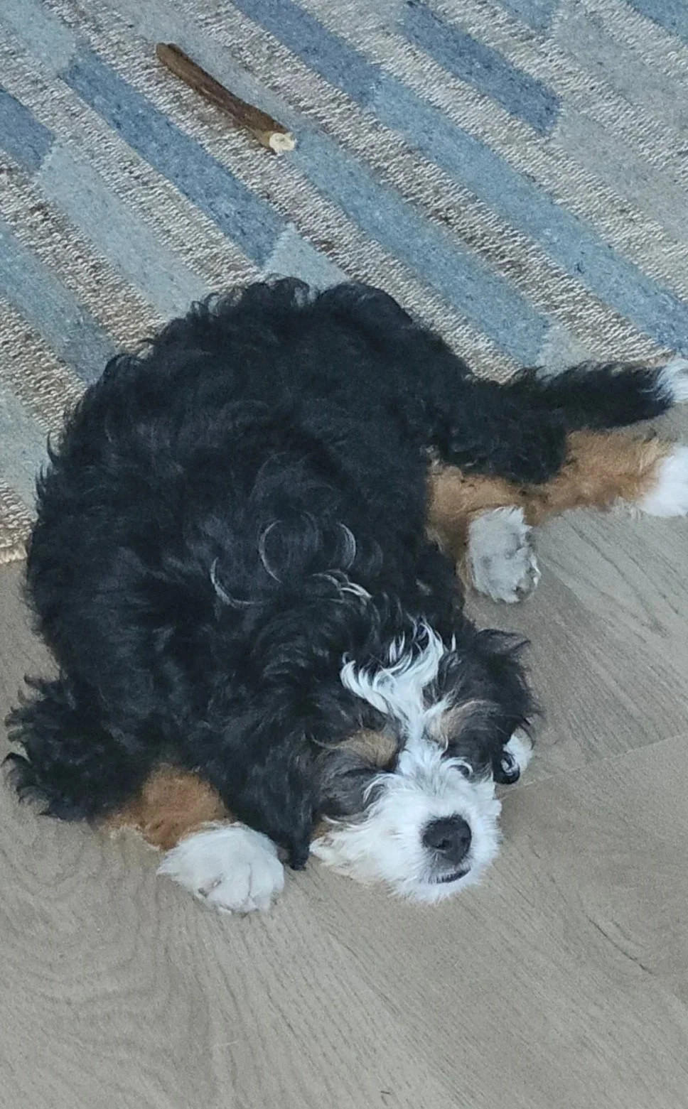A cute black, brown, and white puppy lying on a wooden floor, looking up at the camera. Part of a colorful rug is visible nearby, and a small stick or piece of wood is on the rug.