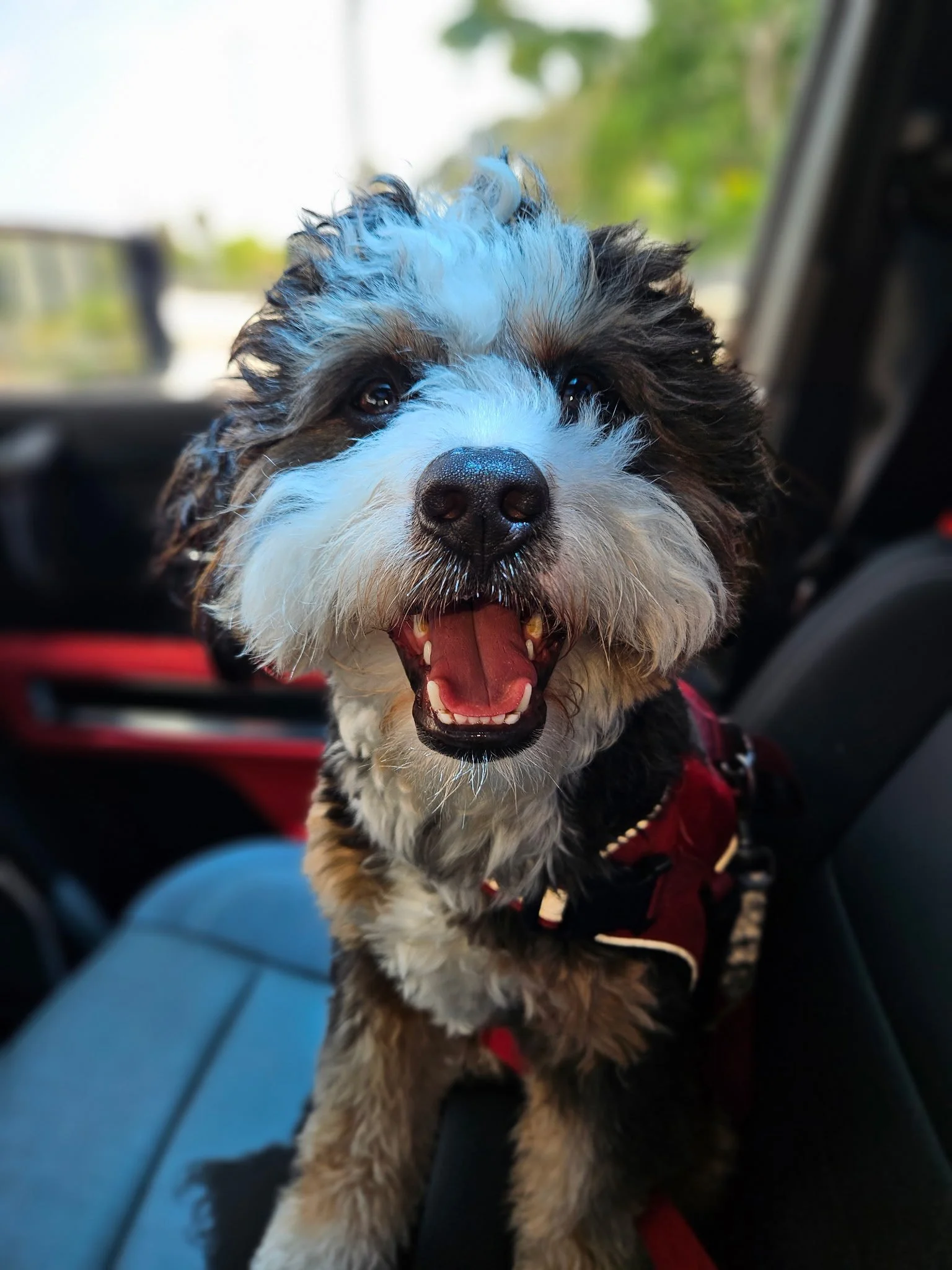 A happy puppy with blue hair on its head, sitting inside a car with its tongue out.