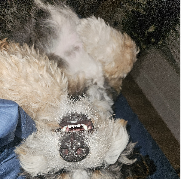 A dog lying on its back with its mouth open, showing its teeth, resting on a person's lap.
