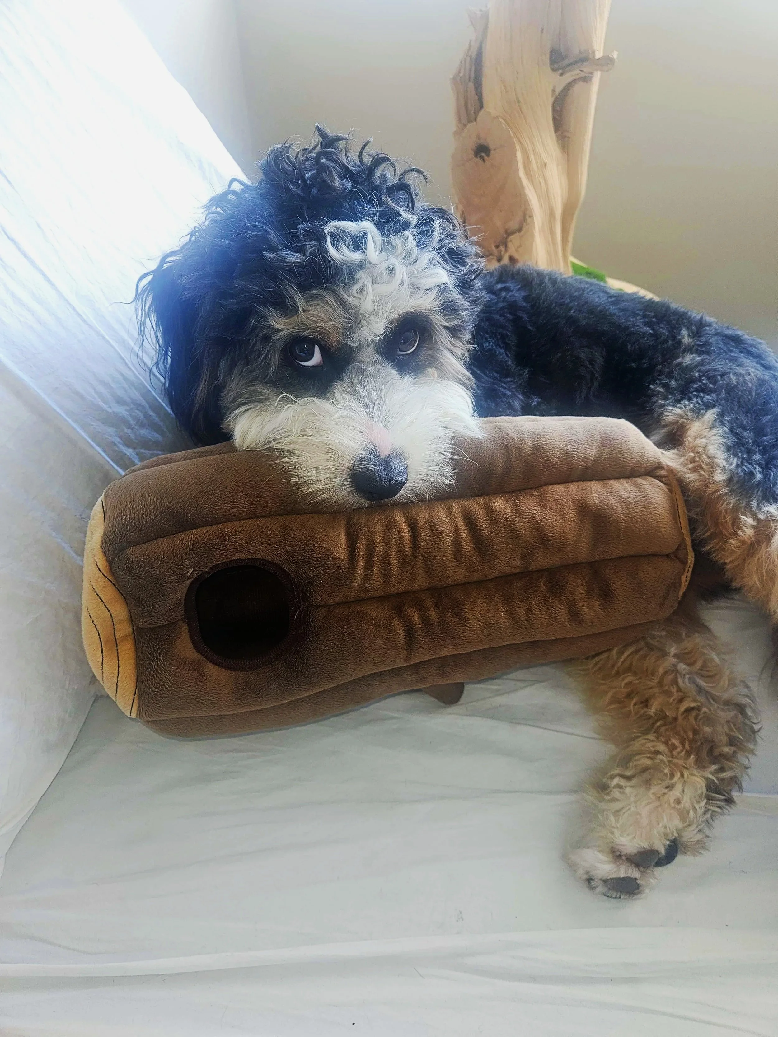 A fluffy, curly-haired puppy with black, white, and gray fur resting on a brown pet bed. The puppy's head is on the edge of the bed, and one paw and part of its body are visible, hanging over the side. The background includes a wooden sculpture and a light-colored wall.