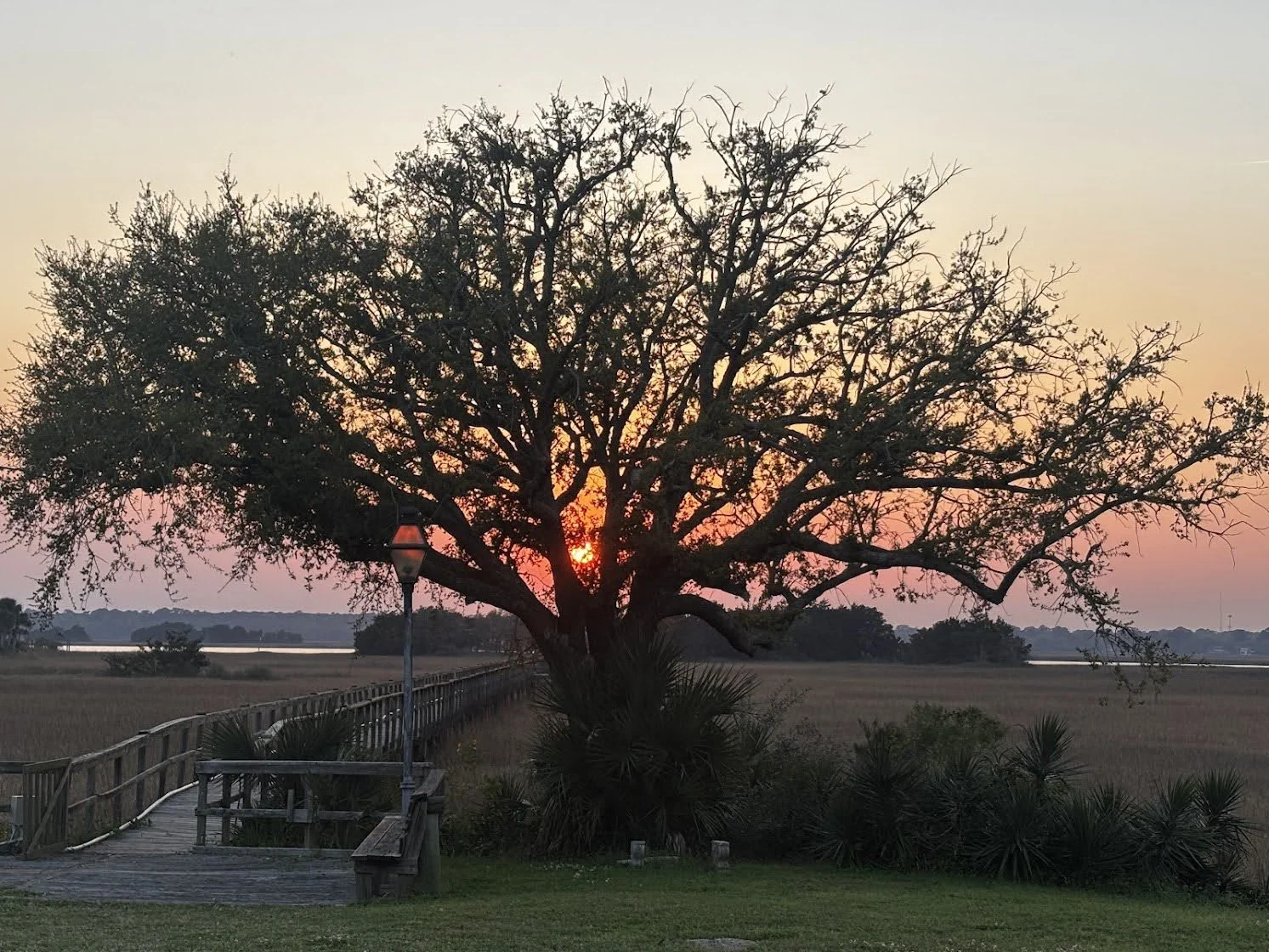 Special Charleston sunset with a beautiful oak tree representing the Under The Sun Solutions backyard retreat concept.
