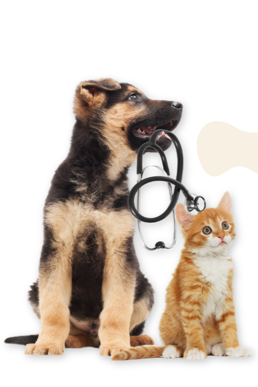 A German Shepherd puppy and an orange tabby kitten sitting together against a black background, with a stethoscope hanging between them.