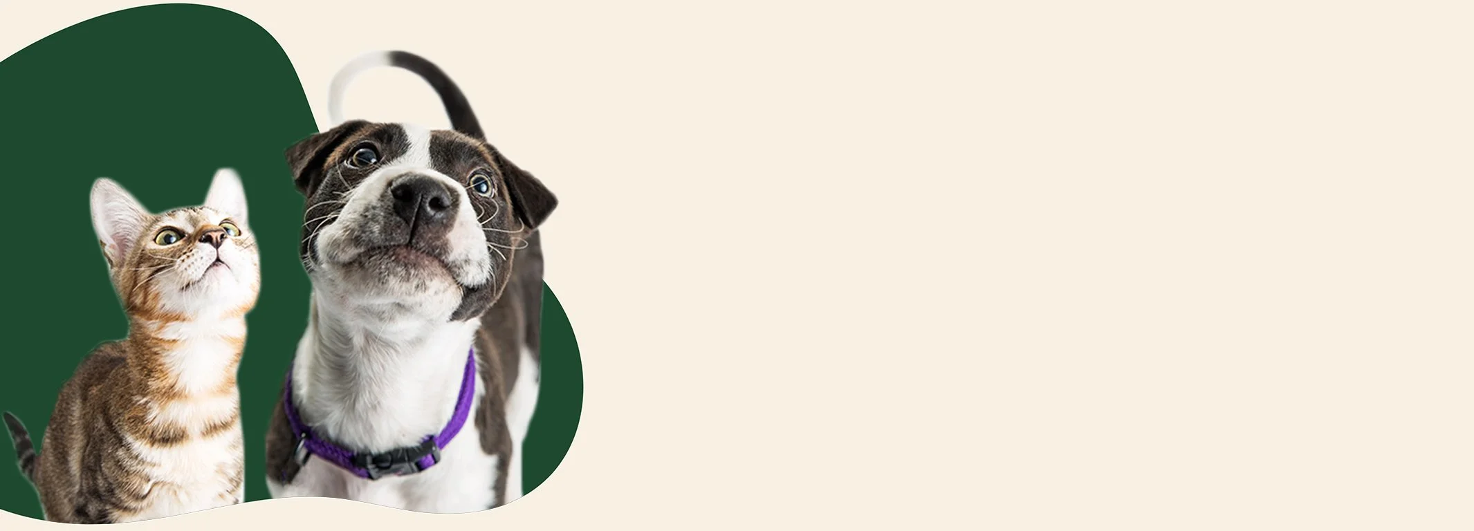 A tabby cat and a puppy dog with a black and white coat, both looking upwards, with a green shape in the background.