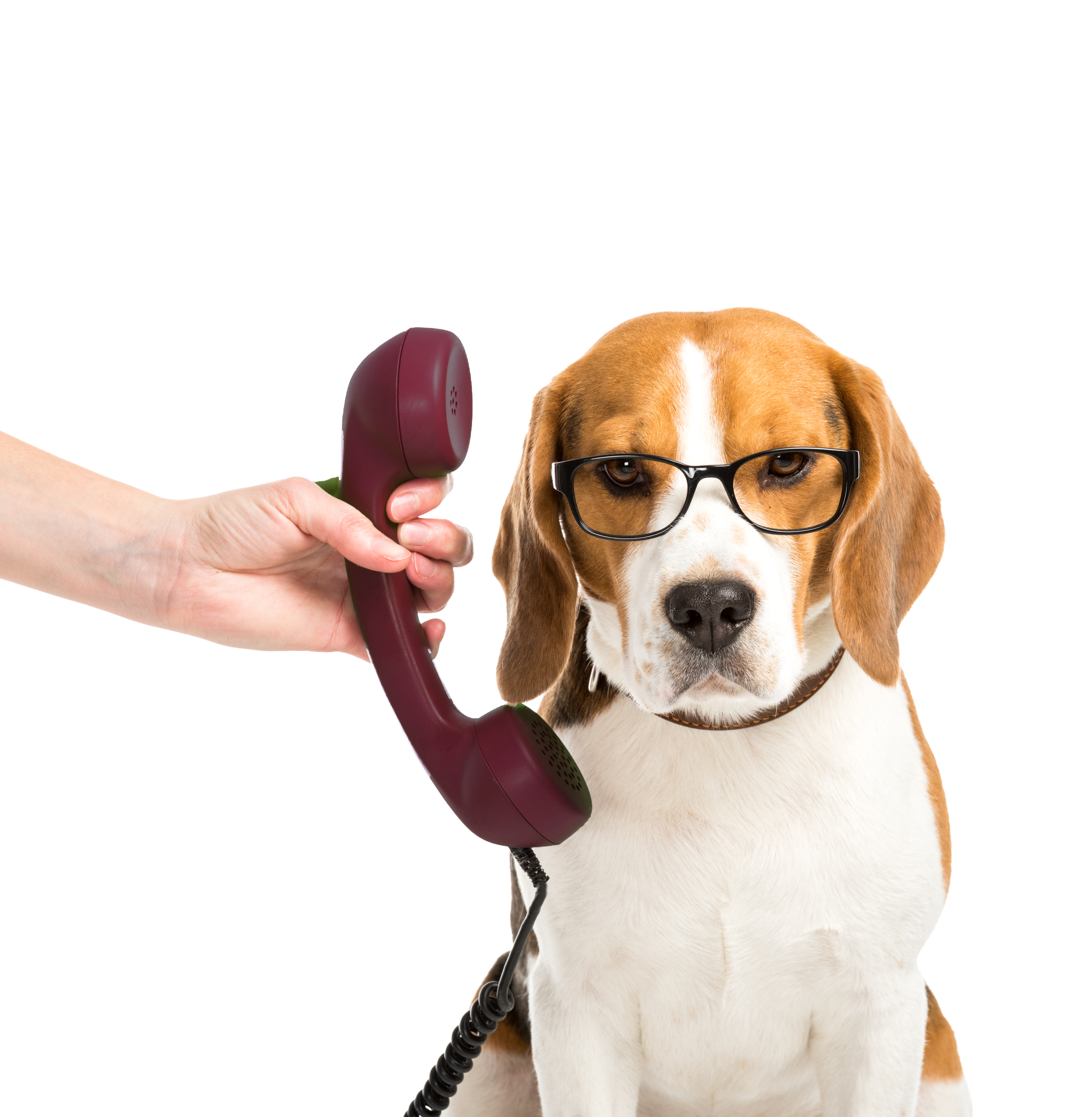 A Basset Hound dog wearing black glasses sits with a vintage maroon rotary phone near its face. A hand is holding the phone in front of the dog's head, which is in focus. The background is white.