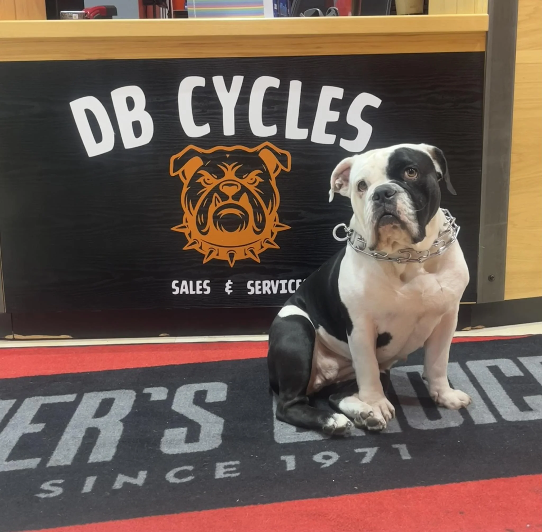 A dog sitting on a black and gray striped rug in front of a sign that reads 'BO BICYCLES' with a stylized orange and black bulldog logo, and additional text indicating sales and service.